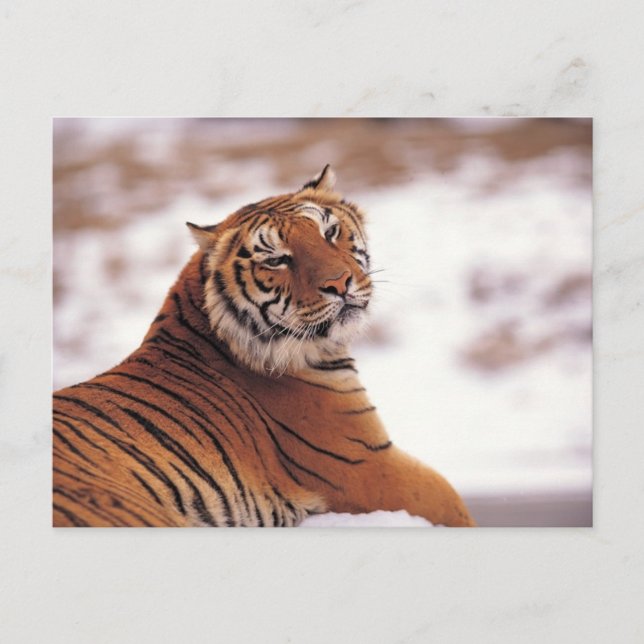 Reclining Tiger Postcard (Front)