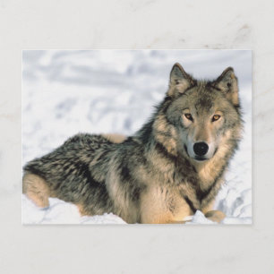 Reclining Wolf Postcard