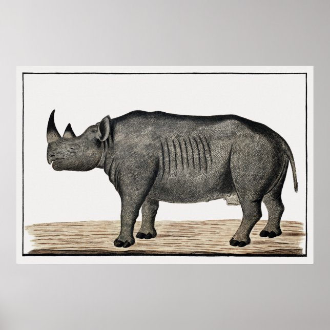 Recto Diceros bicornis bicornis: black rhinoceros Poster (Front)