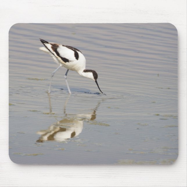 Recurvirostra avosetta mouse pad (Front)