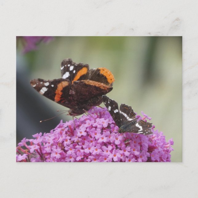 Red Admiral and Map Butterfly DIY Postcard (Front)
