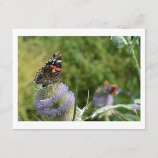 Red Admiral Butterflies feeding on teasels Postcard