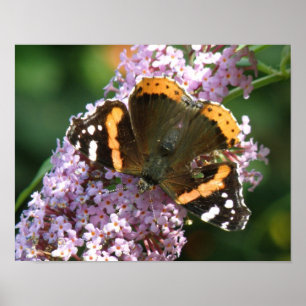 Red Admiral Butterfly and Buddleia Poster