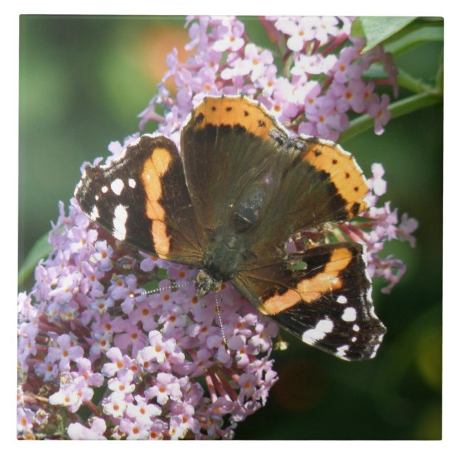 Red Admiral Butterfly and Buddleia Tile (Front)