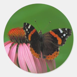 Red Admiral Butterfly Classic Round Sticker