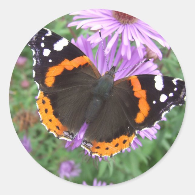 Red Admiral butterfly Classic Round Sticker (Front)