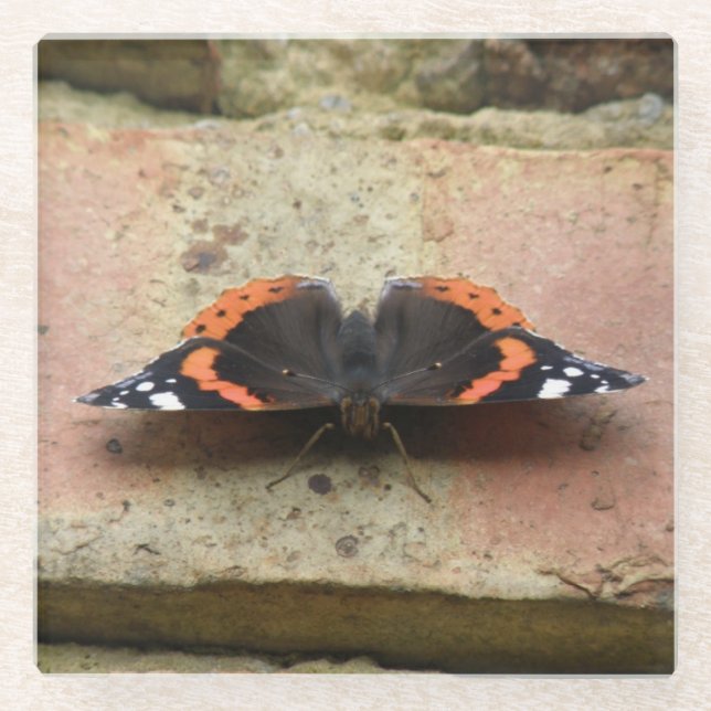 Red Admiral Butterfly Glass Coaster (Front)