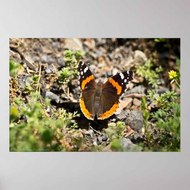 Red Admiral Butterfly in the Sun Poster (Front)