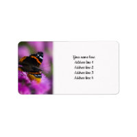 Red Admiral Butterfly