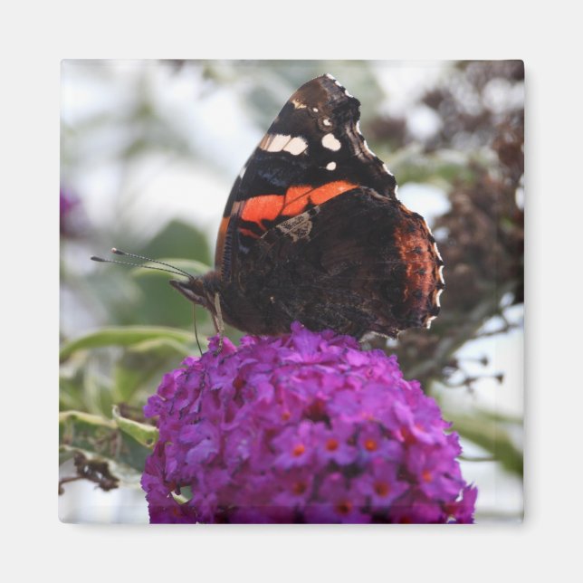 Red admiral butterfly magnet (Front)