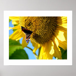Red Admiral Butterfly on a Sunflower  Poster