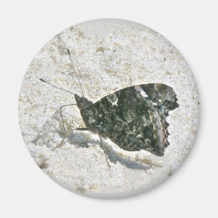 Red Admiral Butterfly on Beach Coordinating Items Magnet