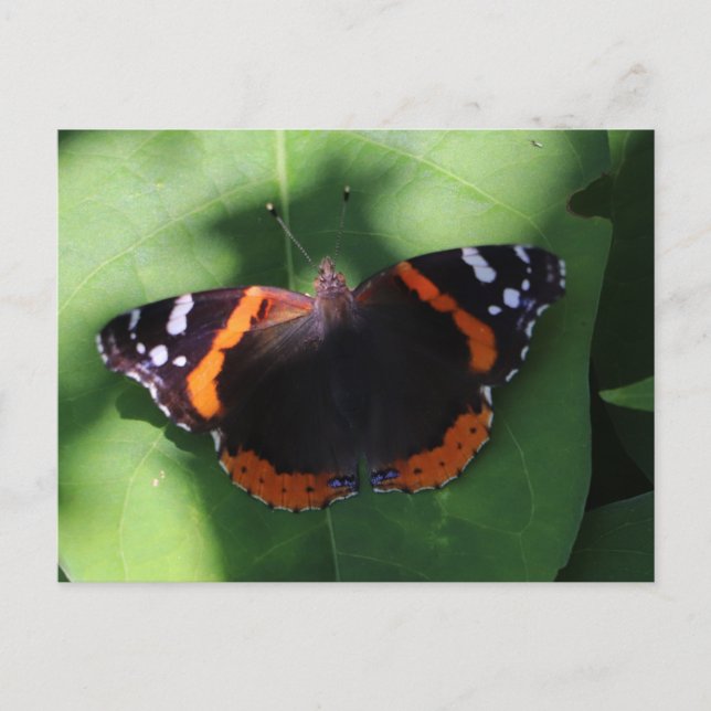 Red Admiral Butterfly on Green Leaves  Postcard (Front)