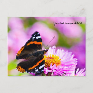 Red Admiral Butterfly Postcard