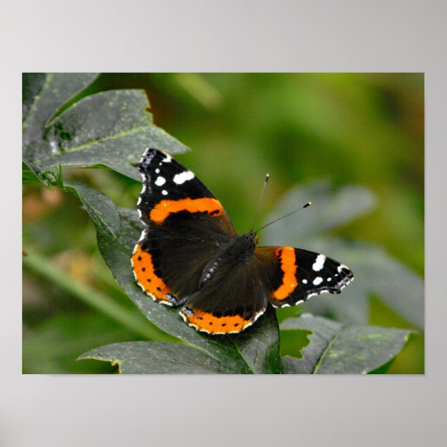 Red Admiral butterfly Poster (Front)