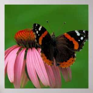 Red Admiral Butterfly Poster