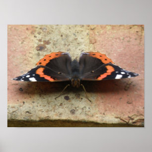 Red Admiral Butterfly Print