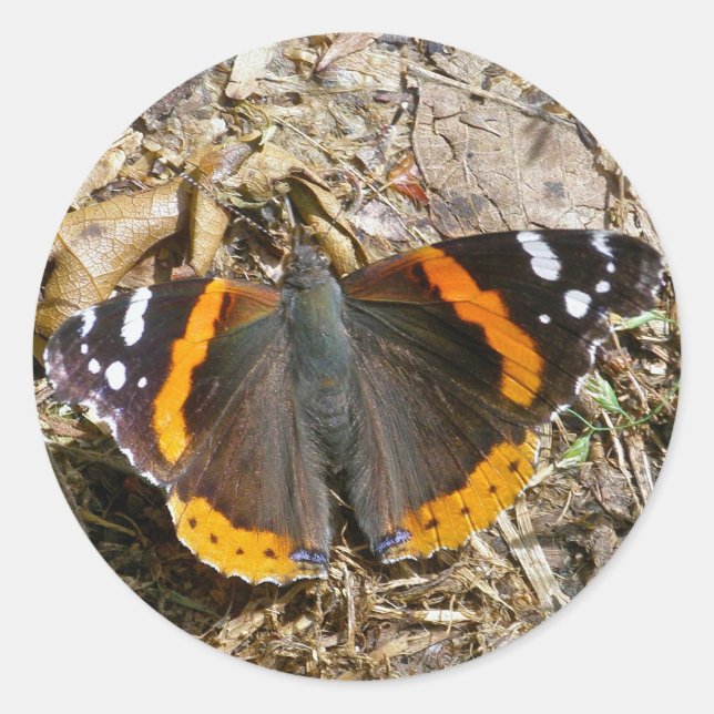 Red Admiral Butterfly Sticker (Front)
