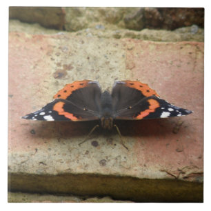 Red Admiral Butterfly Tile