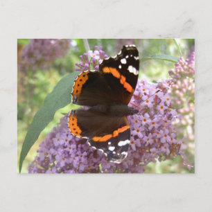 Red Admiral Postcard