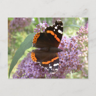 Red Admiral Postcard