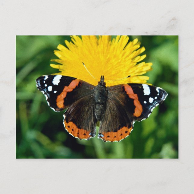 Red admiral, Vanessa atalanta Postcard (Front)
