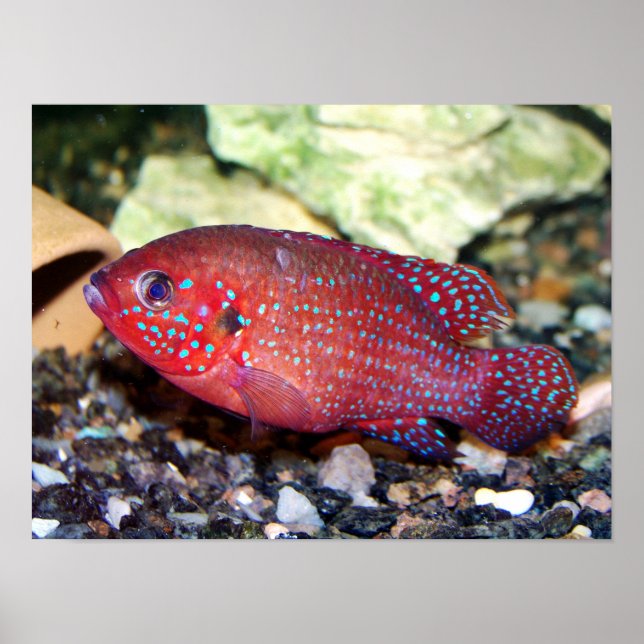Red African Jewelfish Poster (Front)
