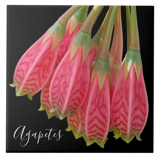 Red Agapetes Flowers on Black Floral Ceramic Tile (Front)