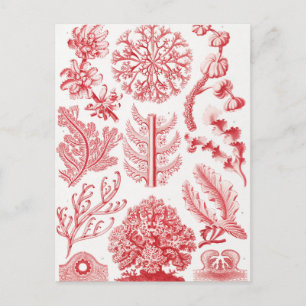 Red Alga Sea, Florideae Rotalgen by Ernst Haeckel Postcard