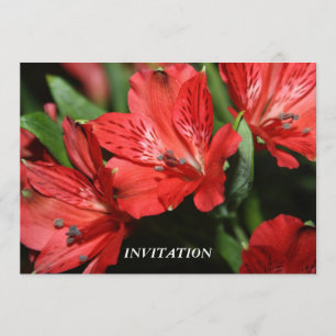 Red Alstroemeria INVITATION