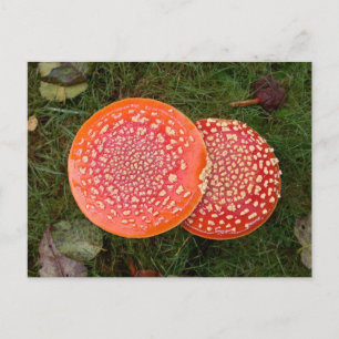 Red Amanita Mushrooms Photo Postcard