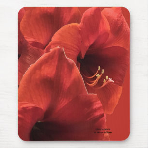 Red Amarllyis grouped across this Mouse Pad
