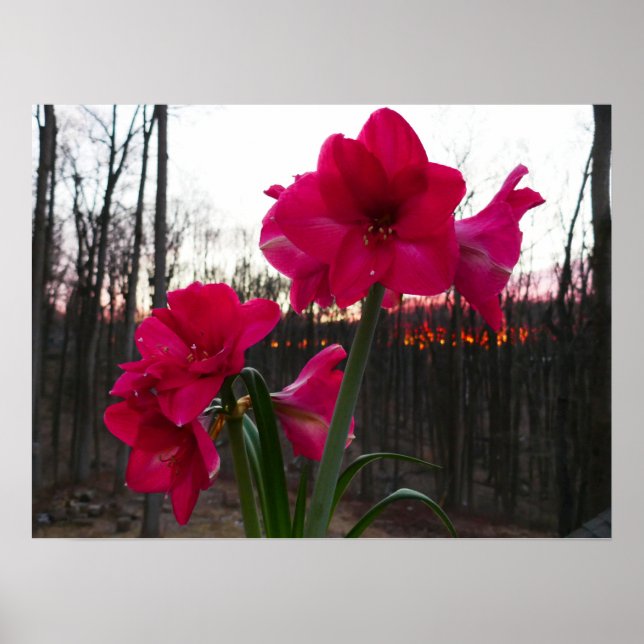 Red Amaryllis and Winter Sunrise Poster (Front)