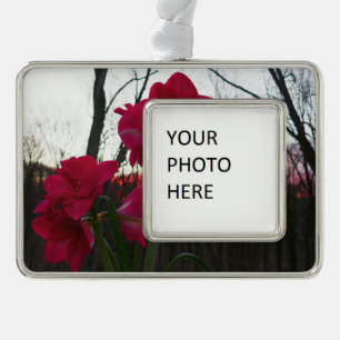 Red Amaryllis and Winter Sunrise Silver Plated Framed Ornament