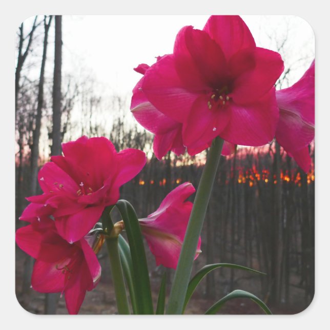 Red Amaryllis and Winter Sunrise Square Sticker (Front)