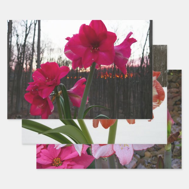 Red Amaryllis and Winter Sunrise Wrapping Paper Sheet (Set)