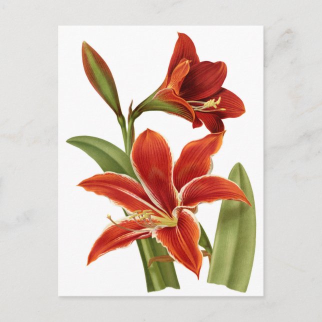 Red Amaryllis Botanical Print Postcard (Front)