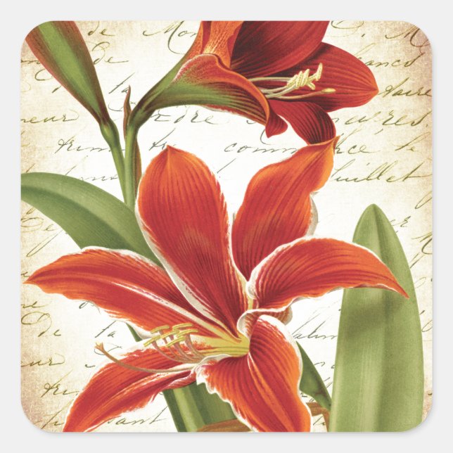 Red Amaryllis Christmas Flower Botanical Square Sticker (Front)