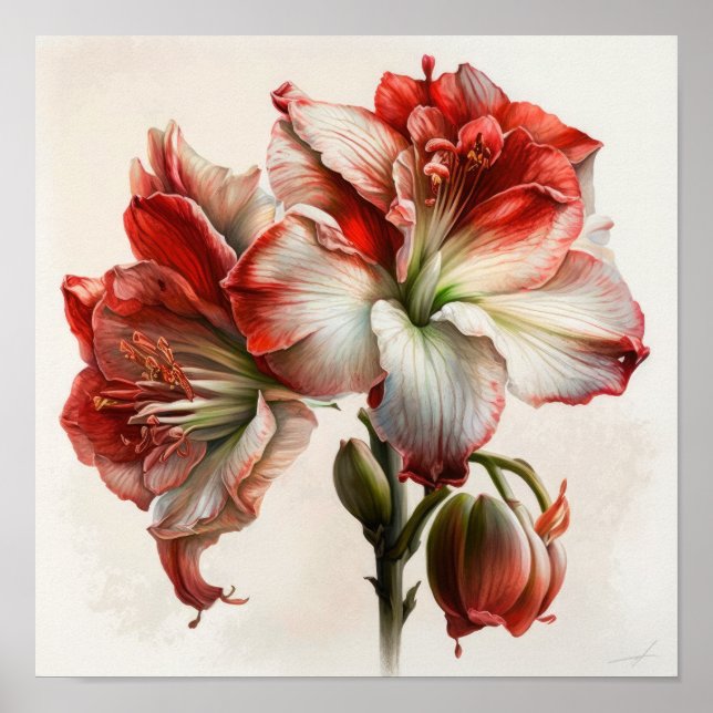 Red Amaryllis Flower Art Print Poster (Front)