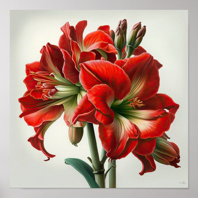 Red Amaryllis Flower Art Print Poster (Front)