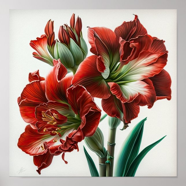 Red Amaryllis Flower Art Print Poster (Front)