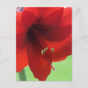 Red Amaryllis Flower Nature Garden Postcard