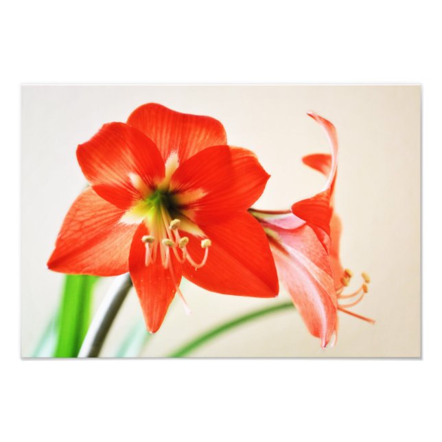 Red Amaryllis Flower Photo Print (Front)
