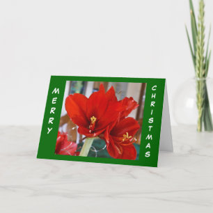 Red Amaryllis Holiday Card