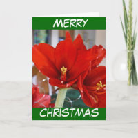Red Amaryllis