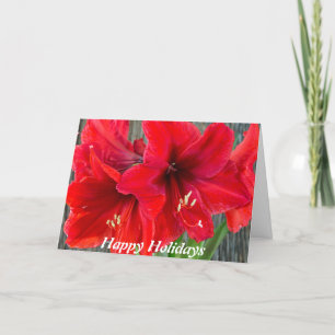 Red amaryllis photograph on holiday greeting card