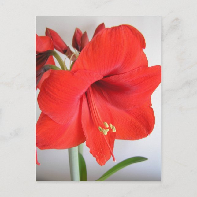 Red Amaryllis Postcard (Front)