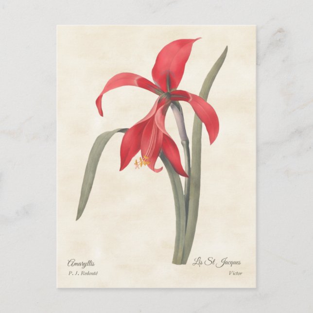 Red Amaryllis Vintage Botanical Illustration Postcard (Front)