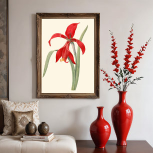 Red Amaryllis, Vintage botanical illustration Poster