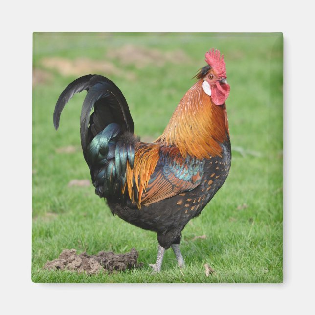 Red and black rooster magnet (Front)